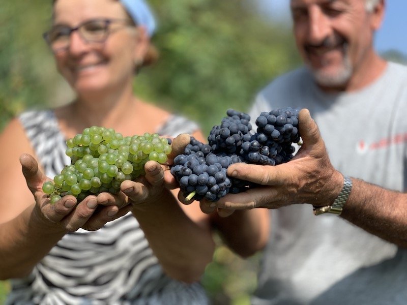 vendemmia pinot nero chardonnay alta langa