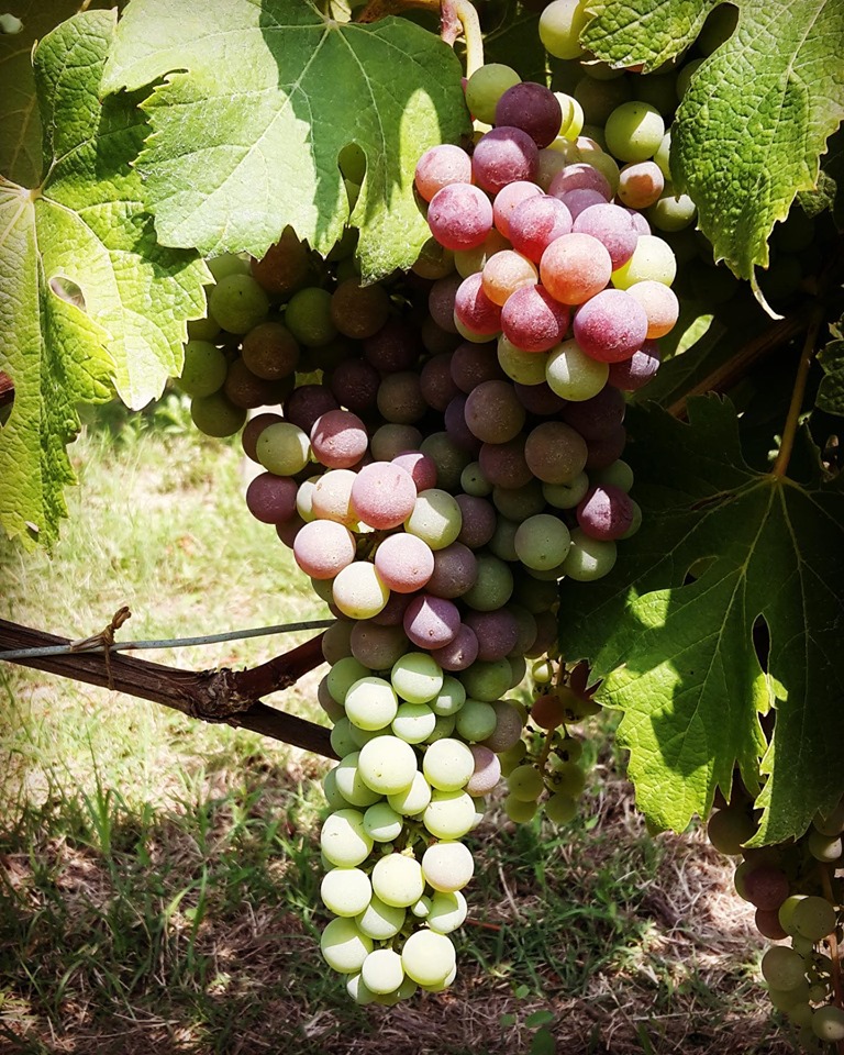 veraison