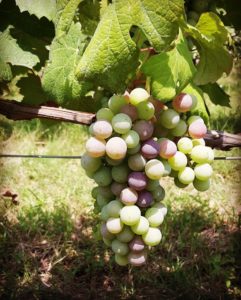 veraison