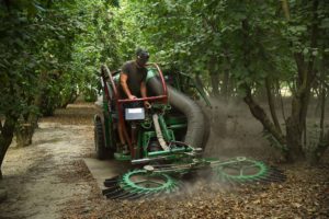 la raccolta delle nocciole