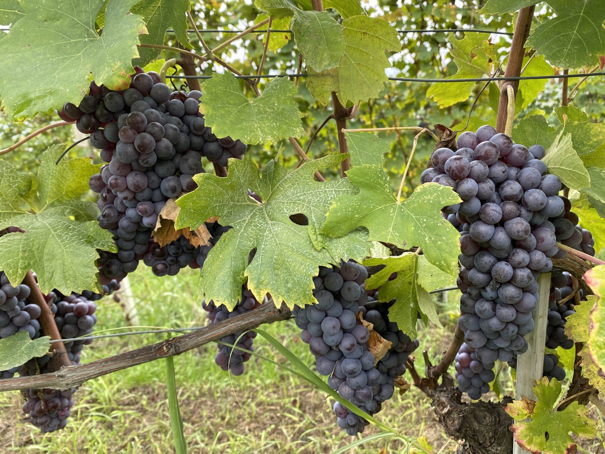 Barolo 2020: De perfecte harmonie tussen terroir en jaargang
