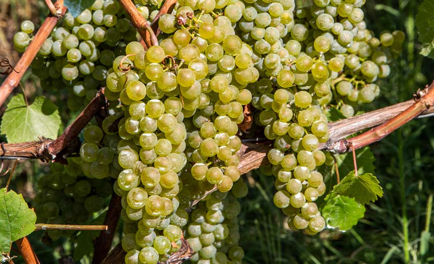Chardonnay Piemonte