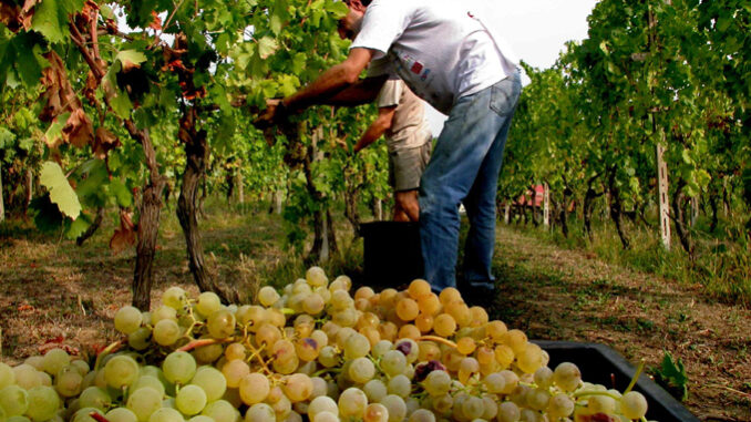 vendemmia 2025