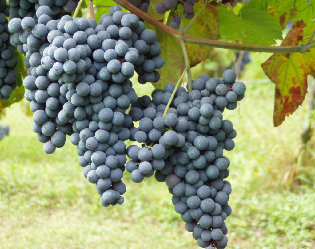 Nebbiolo Biotype