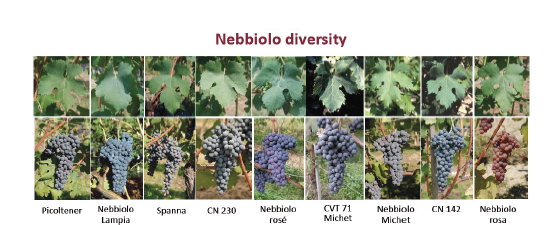 Nebbiolo Biotype