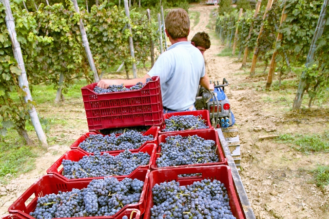 Nebbiolo Biotype