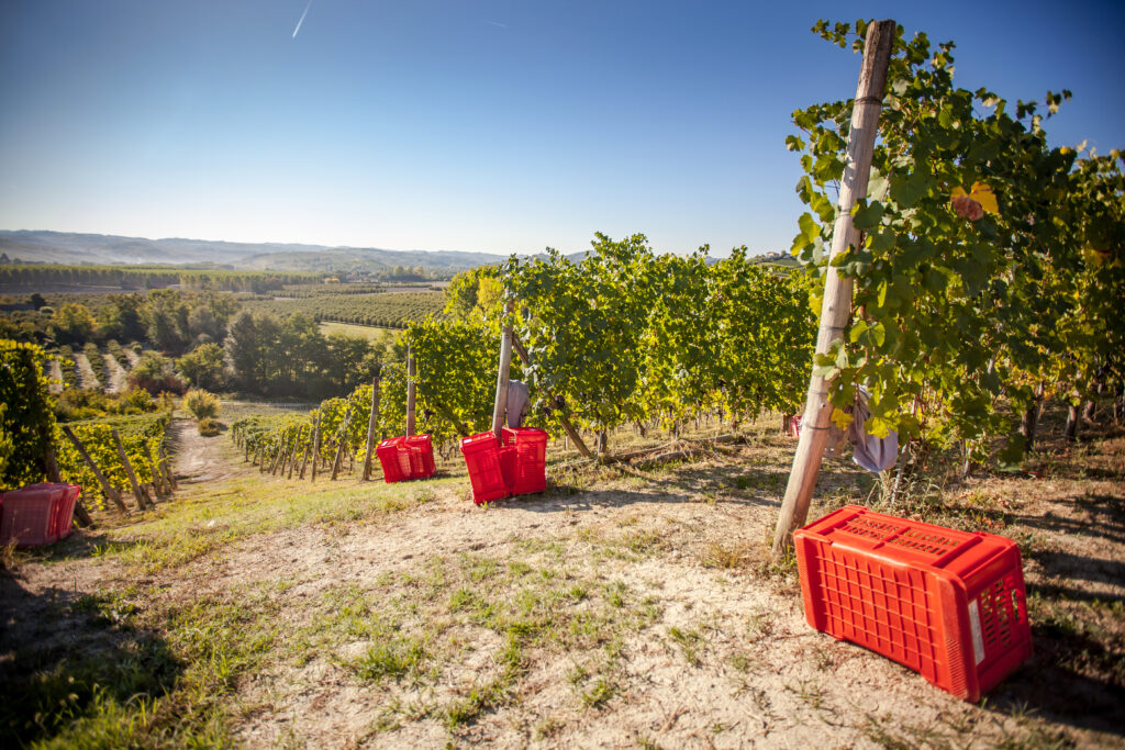 vendemmia 2025 - olivero 