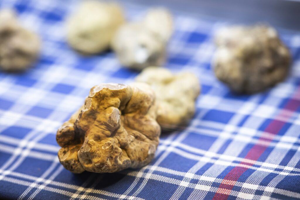 witte truffels op marktstand Cortile della Maddalena in Alba