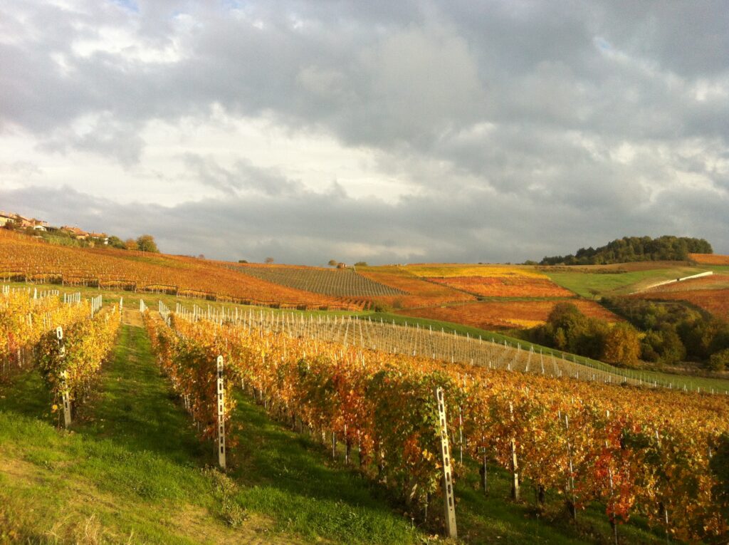 wijngaard in Monforte d'Alba