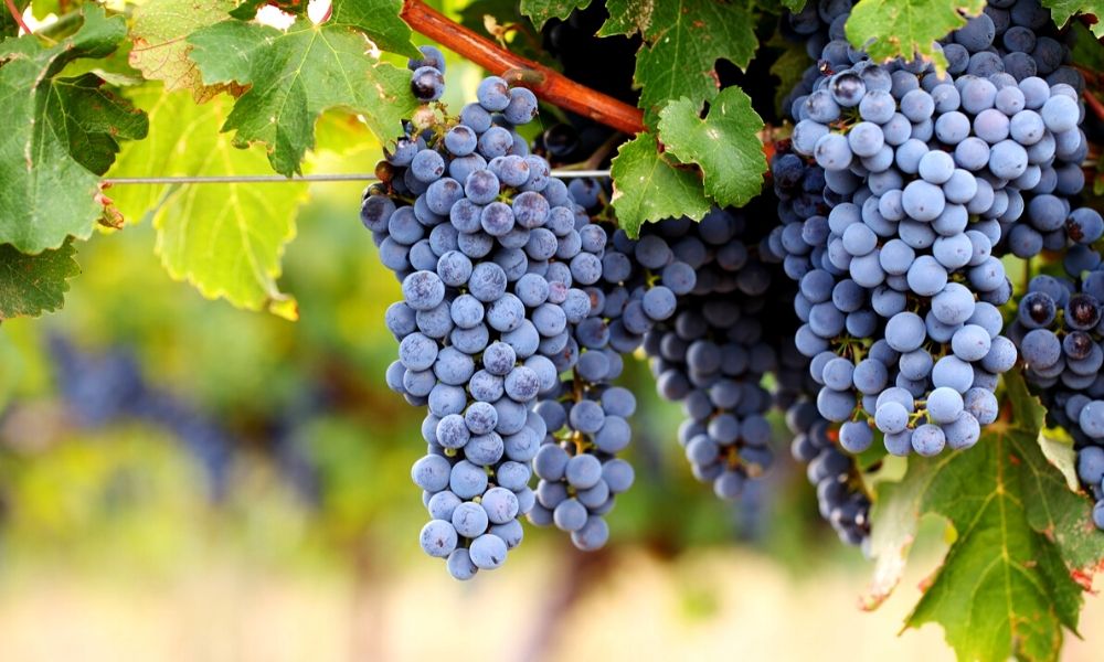Cabernet Sauvignon grapes