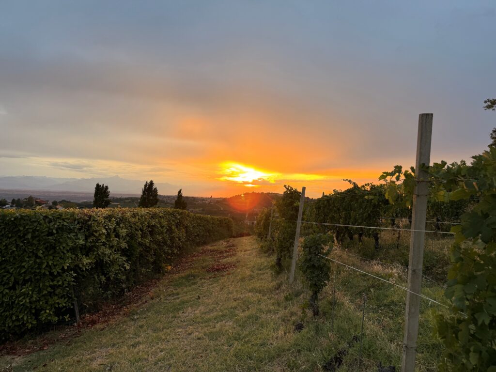 zonsondergang in de wijngaard